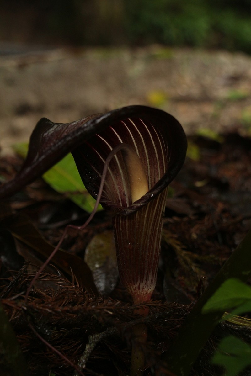 Cobralily photo 6