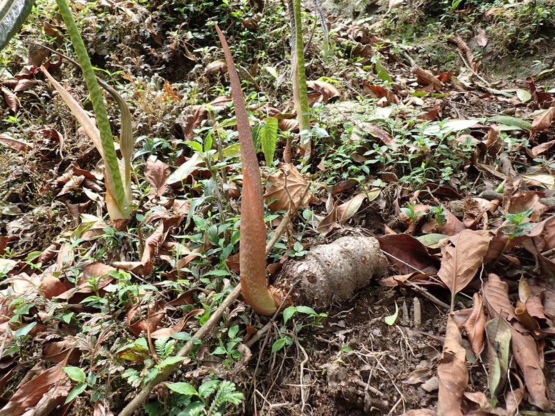 Cobralily photo 7