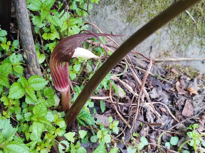 Arisaema speciosum var. mirabile
