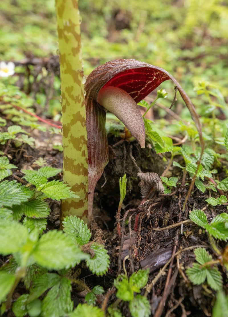 Arisaema speciosum var. mirabile photo 2