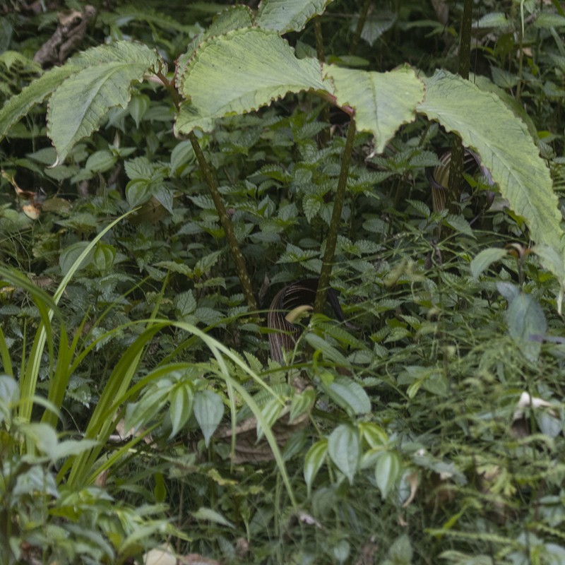 Arisaema speciosum var. mirabile photo 3