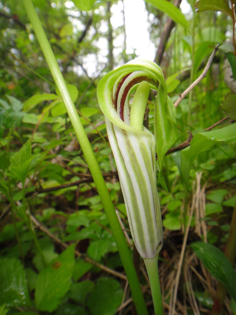 Arisaema stewardsonii