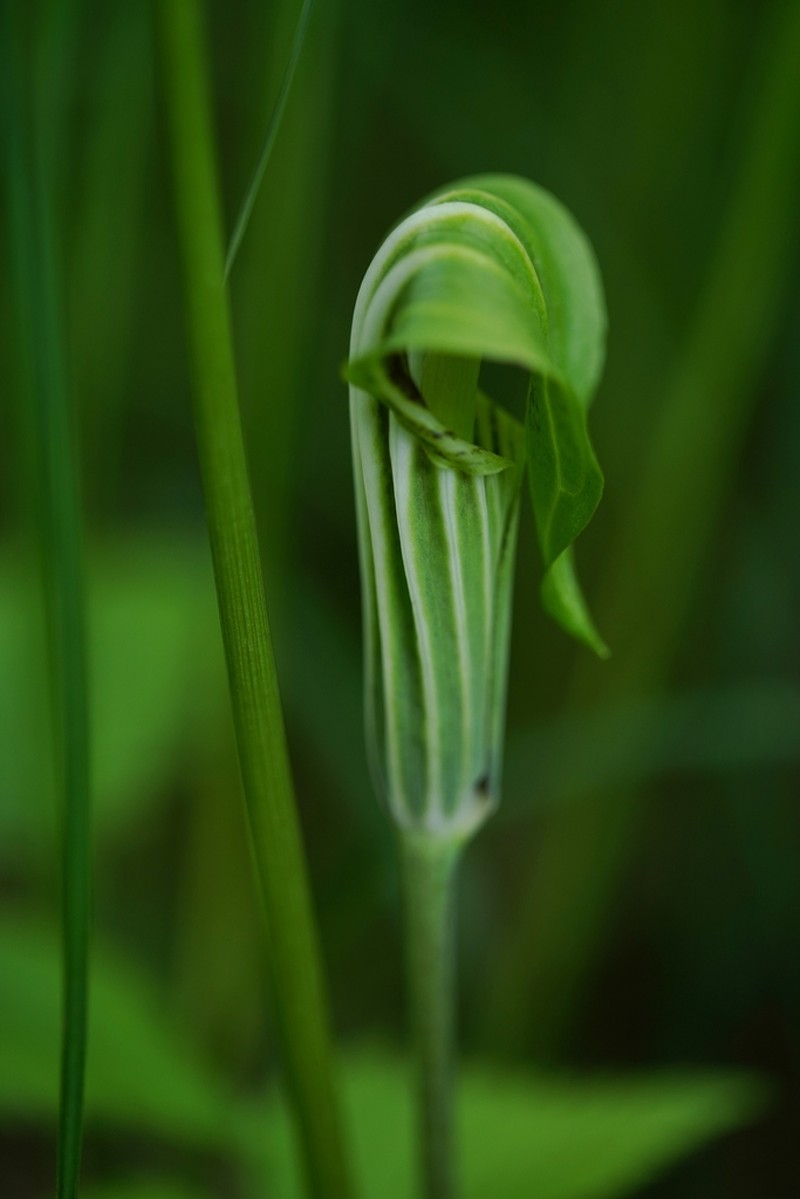 Arisaema stewardsonii photo 2