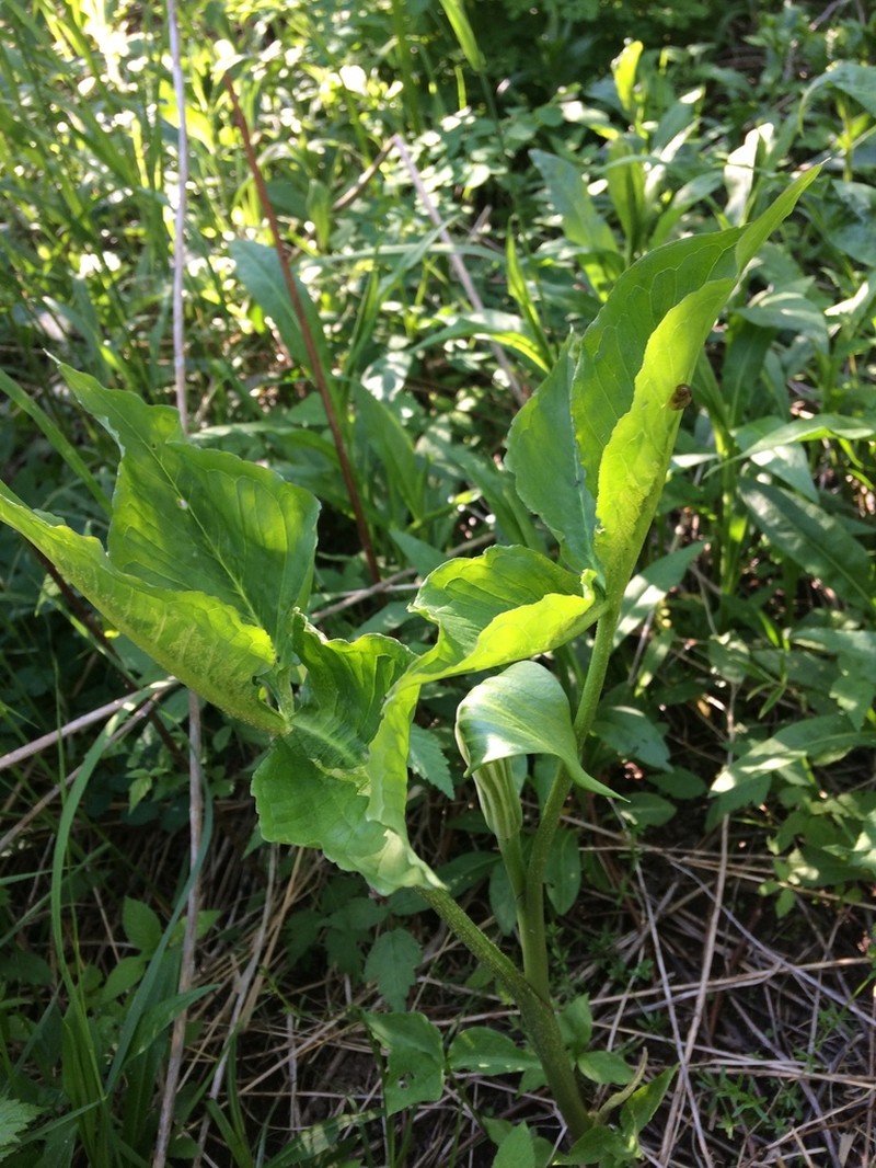 Arisaema stewardsonii photo 4