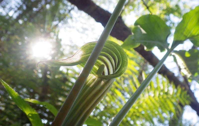 Arisaema stewardsonii photo 5