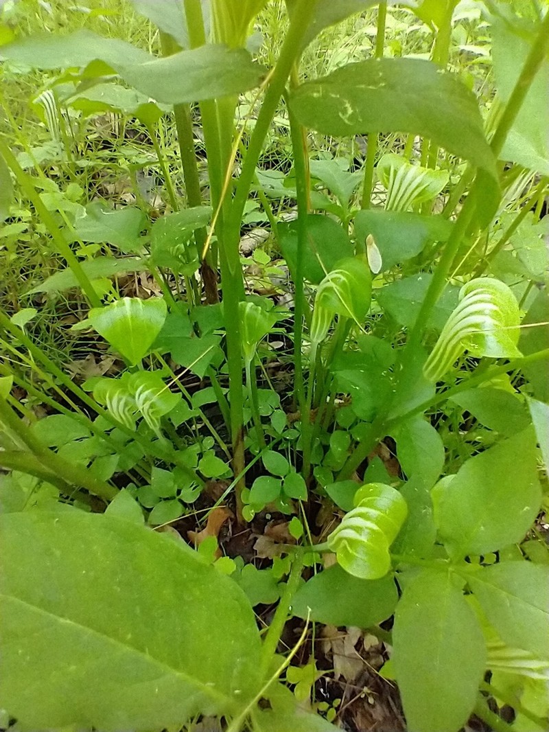Arisaema stewardsonii photo 6