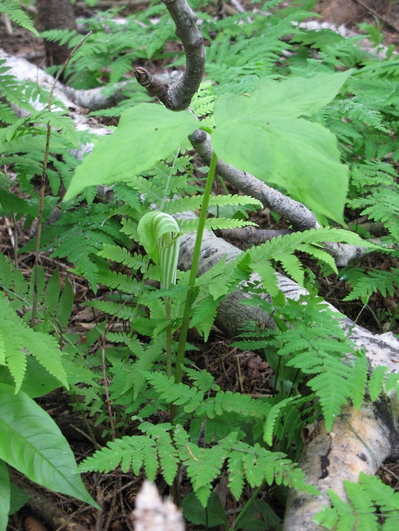 Arisaema stewardsonii photo 7