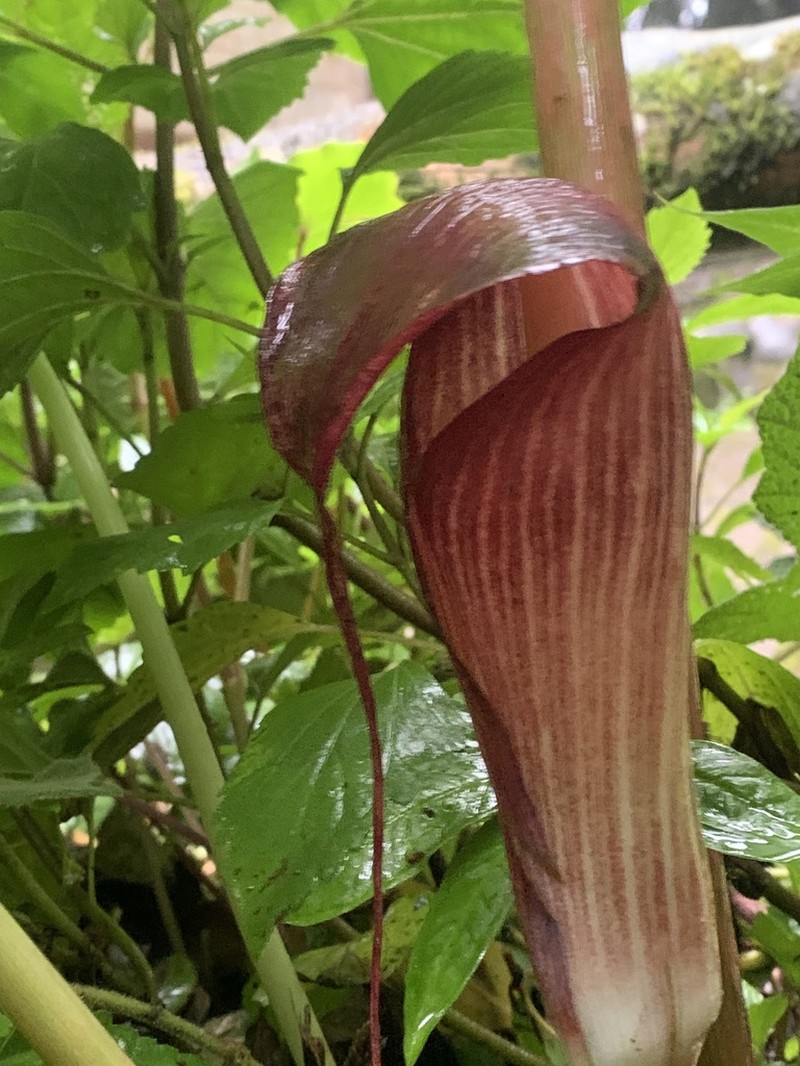 Arisaema sukotaiense