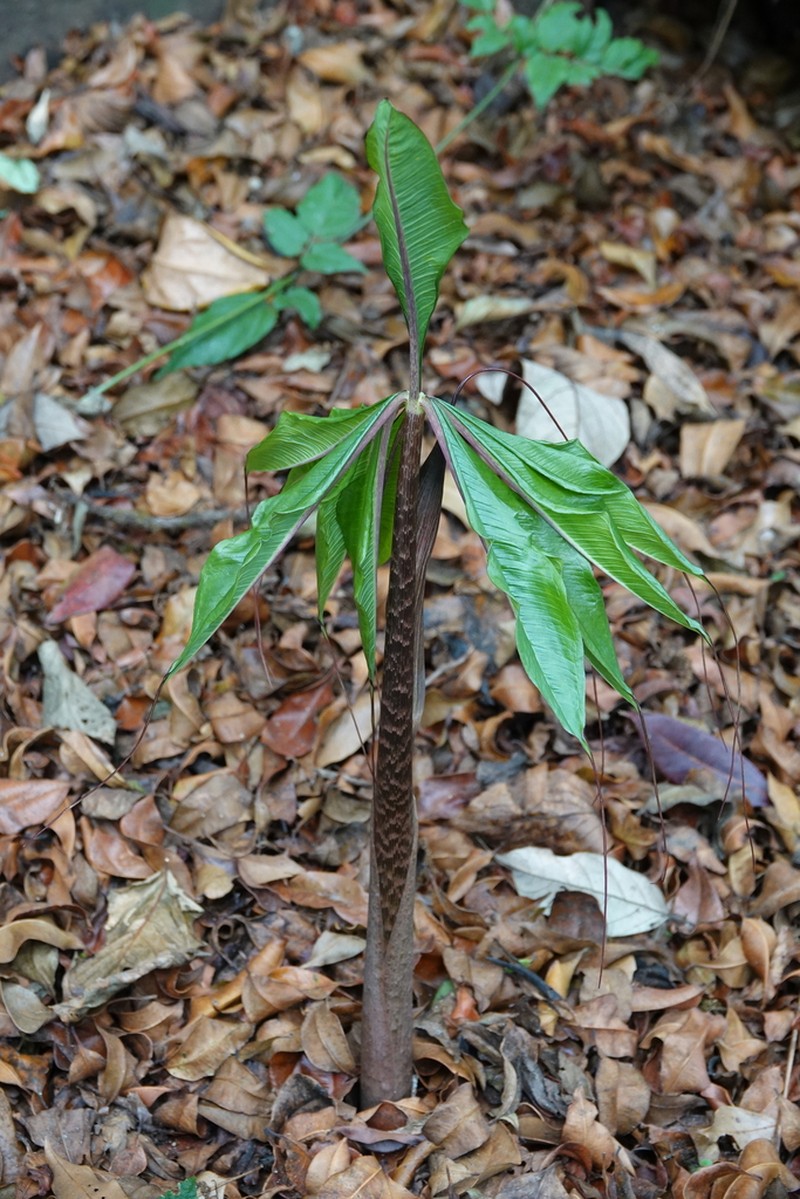 Arisaema sukotaiense photo 2