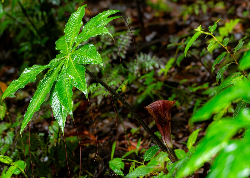 Arisaema sukotaiense photo 3
