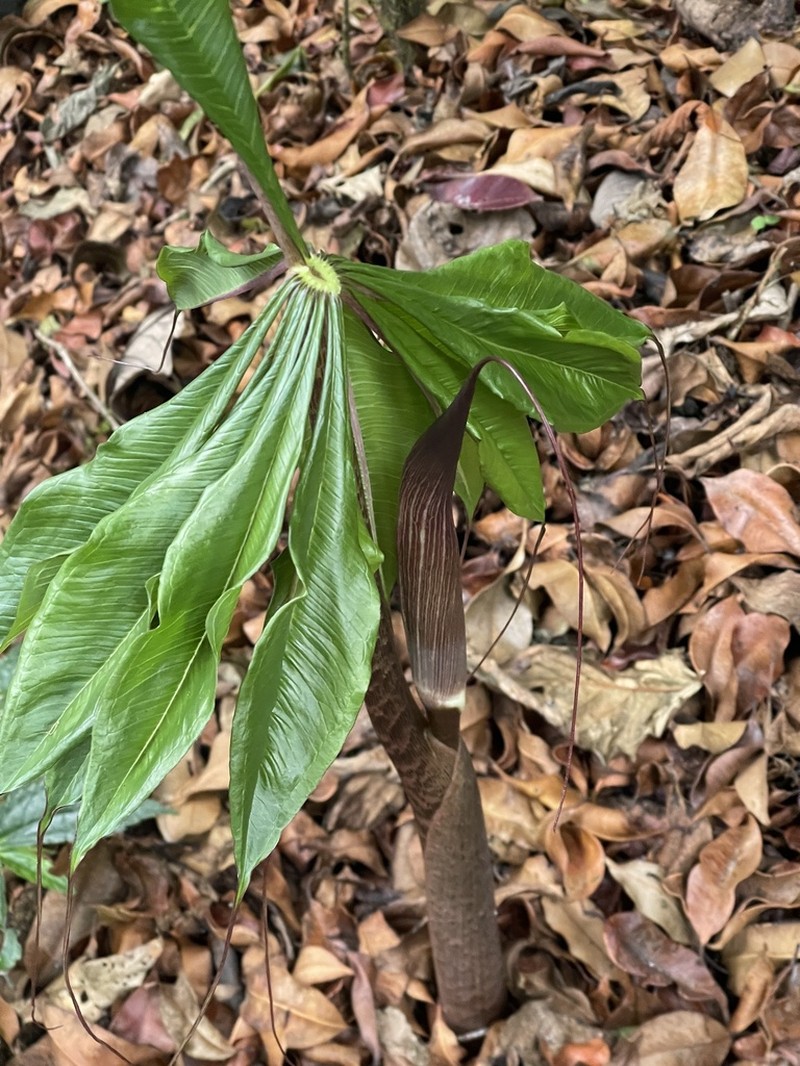 Arisaema sukotaiense photo 4