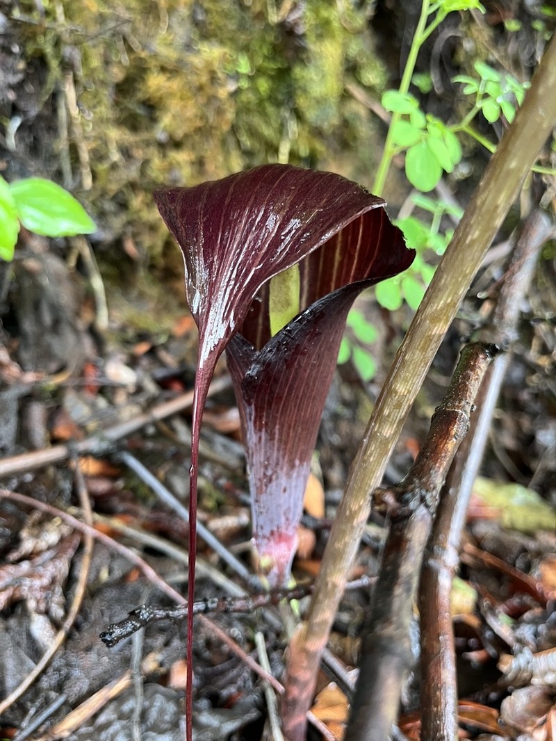Arisaema sukotaiense photo 5