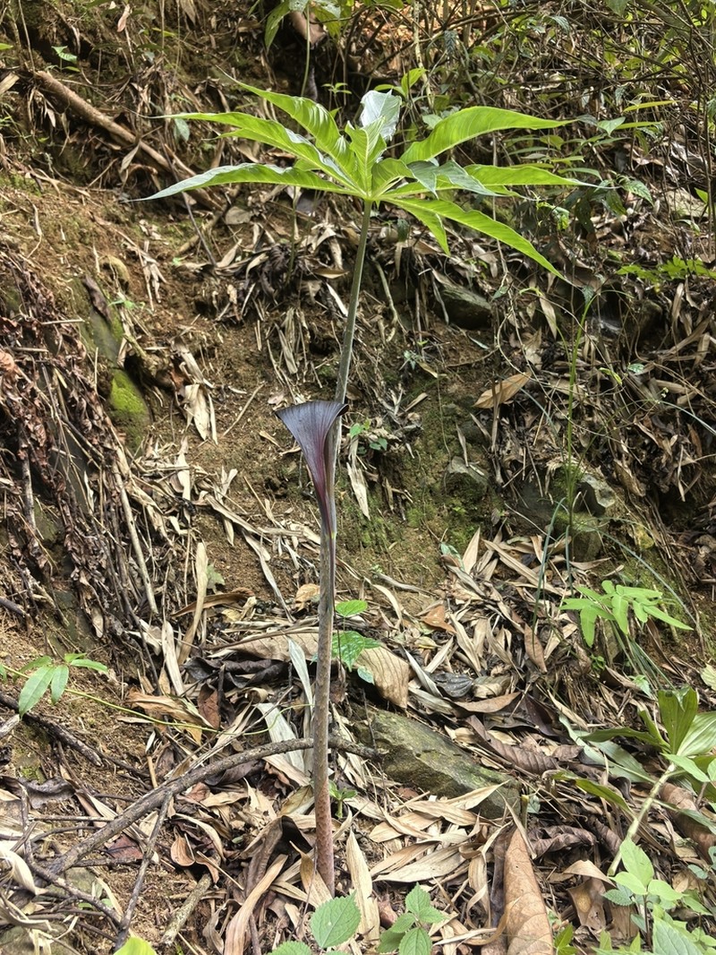 Arisaema sukotaiense photo 6