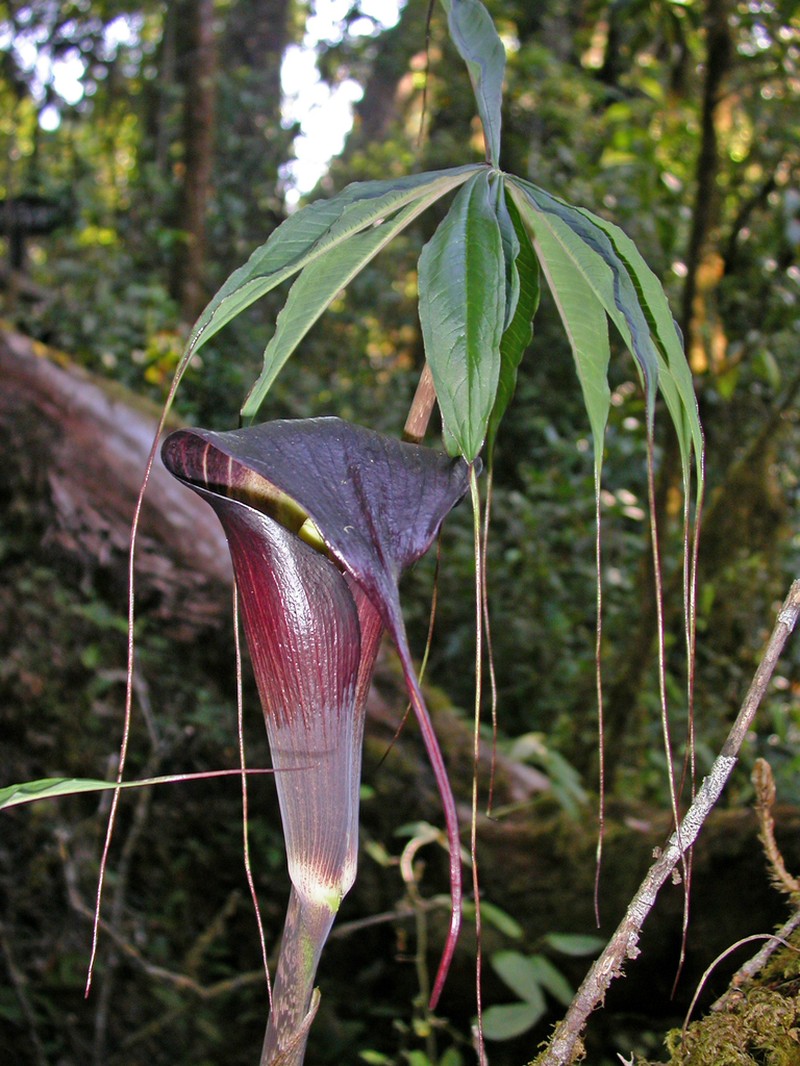 Arisaema sukotaiense photo 7