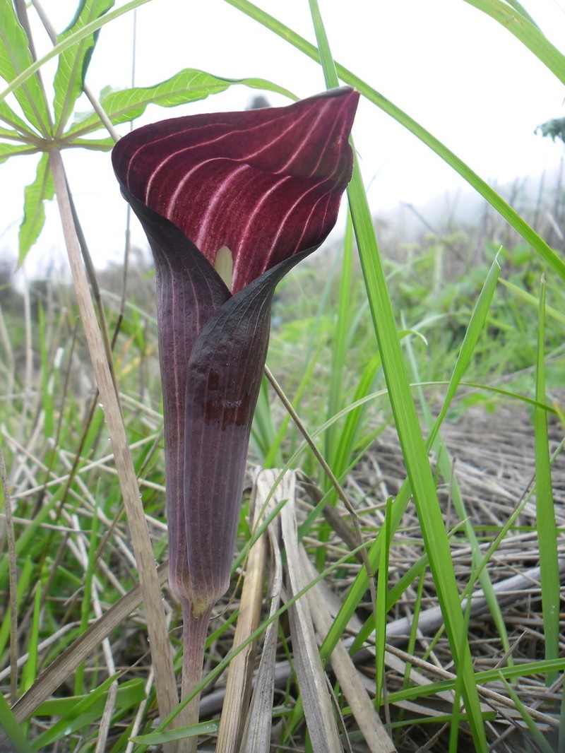 Arisaema sukotaiense photo 8