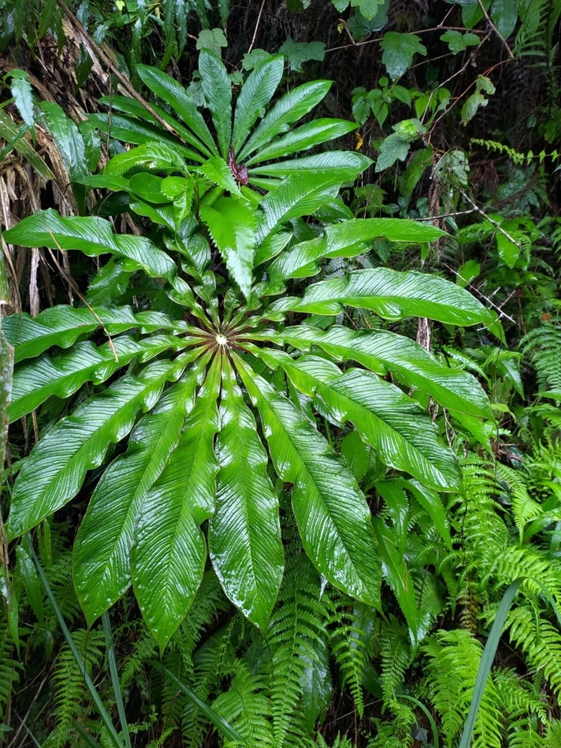 Arisaema taiwanense