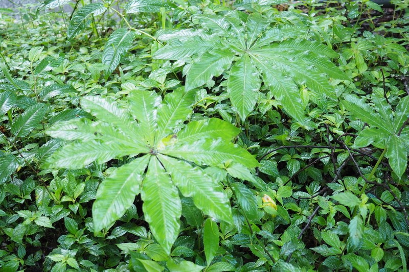 Arisaema taiwanense photo 4