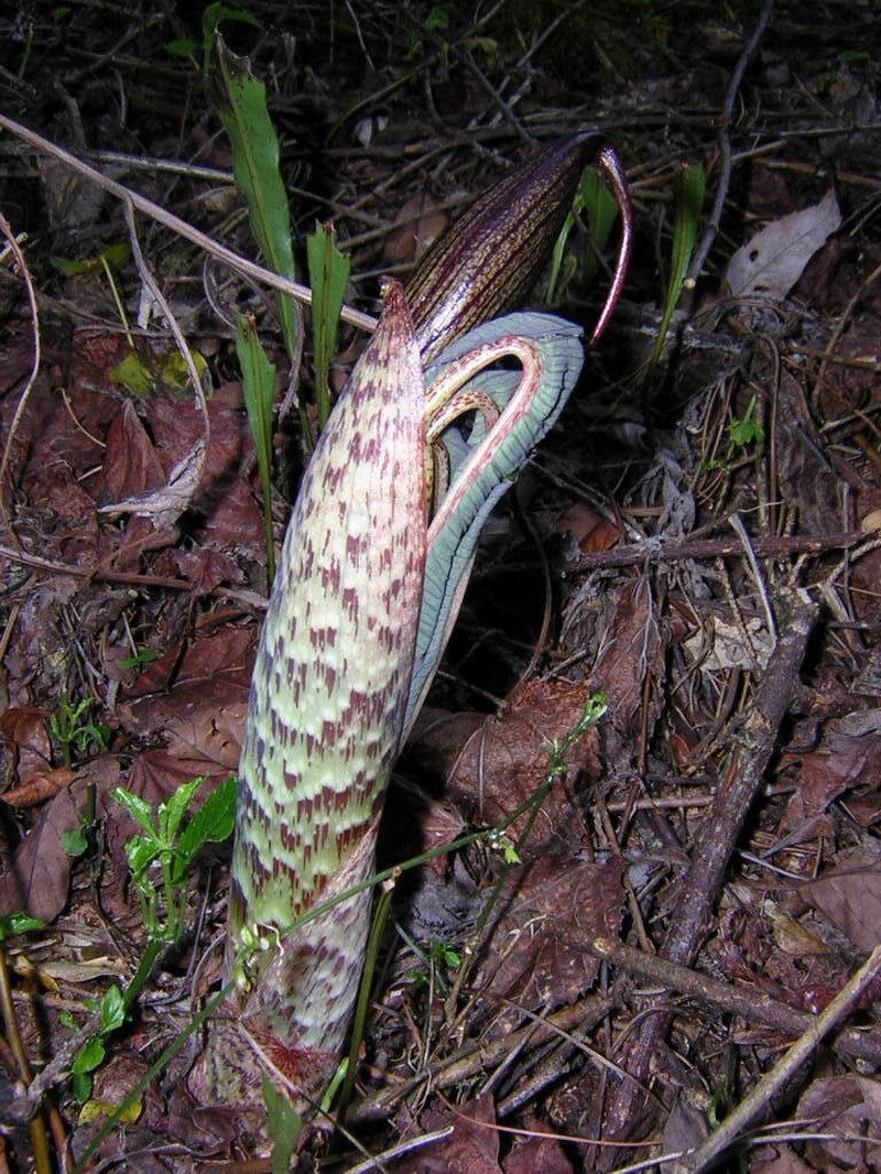 Arisaema taiwanense photo 5