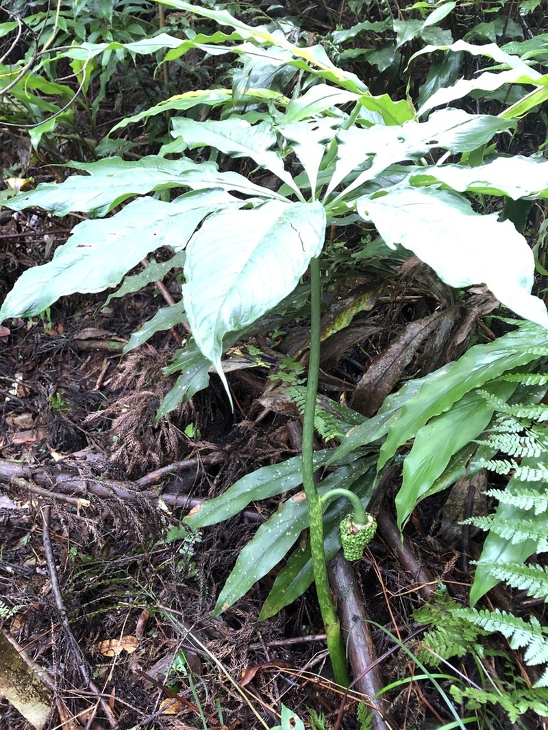 Arisaema taiwanense photo 8