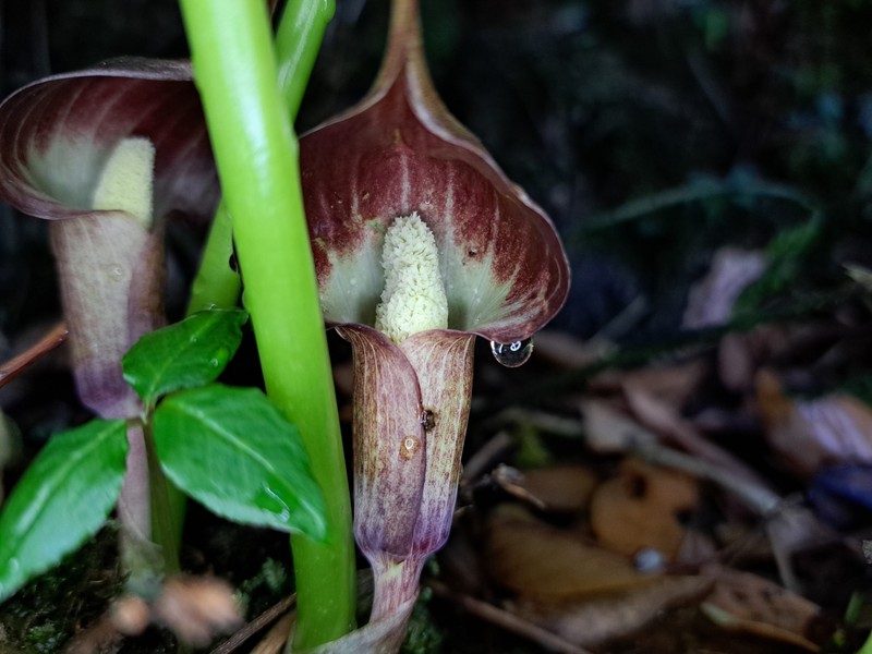 Arisaema taiwanense var. brevipedunculatum