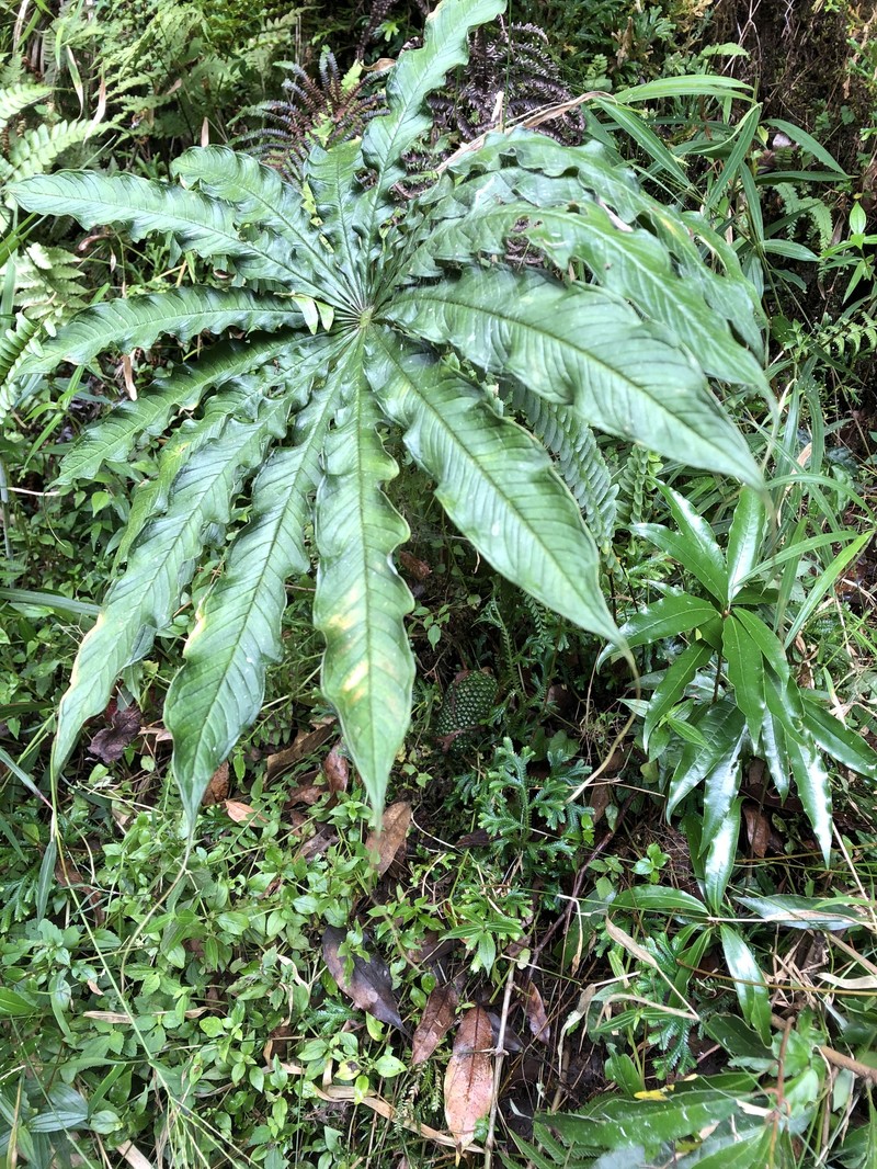 Arisaema taiwanense var. brevipedunculatum photo 2