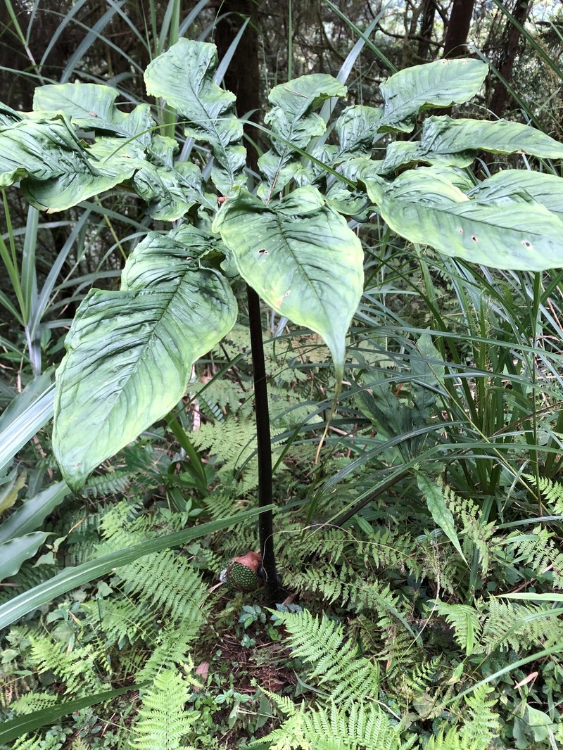 Arisaema taiwanense var. brevipedunculatum photo 3