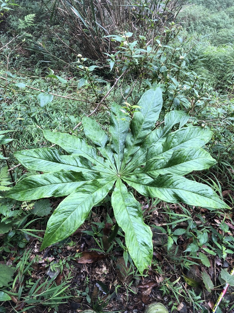 Arisaema taiwanense var. brevipedunculatum photo 4