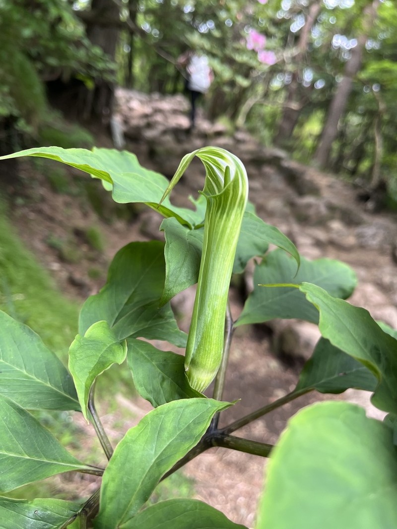 Arisaema tashiroi photo 2