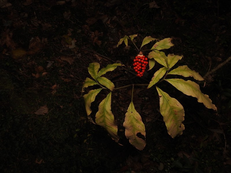 Arisaema tashiroi photo 3