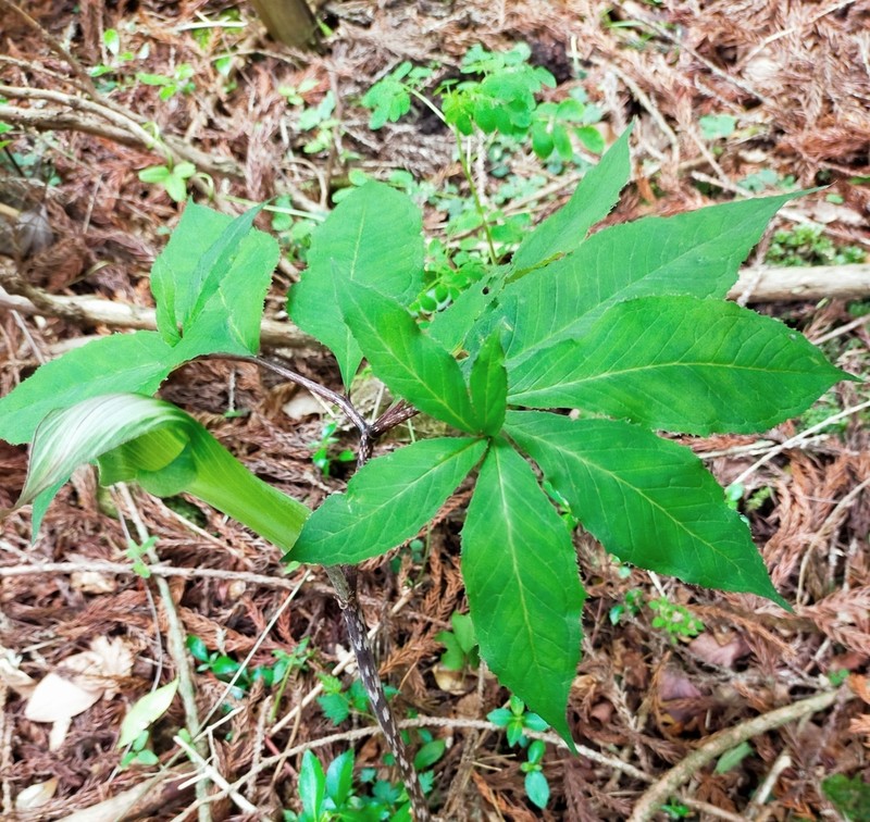 Arisaema tashiroi