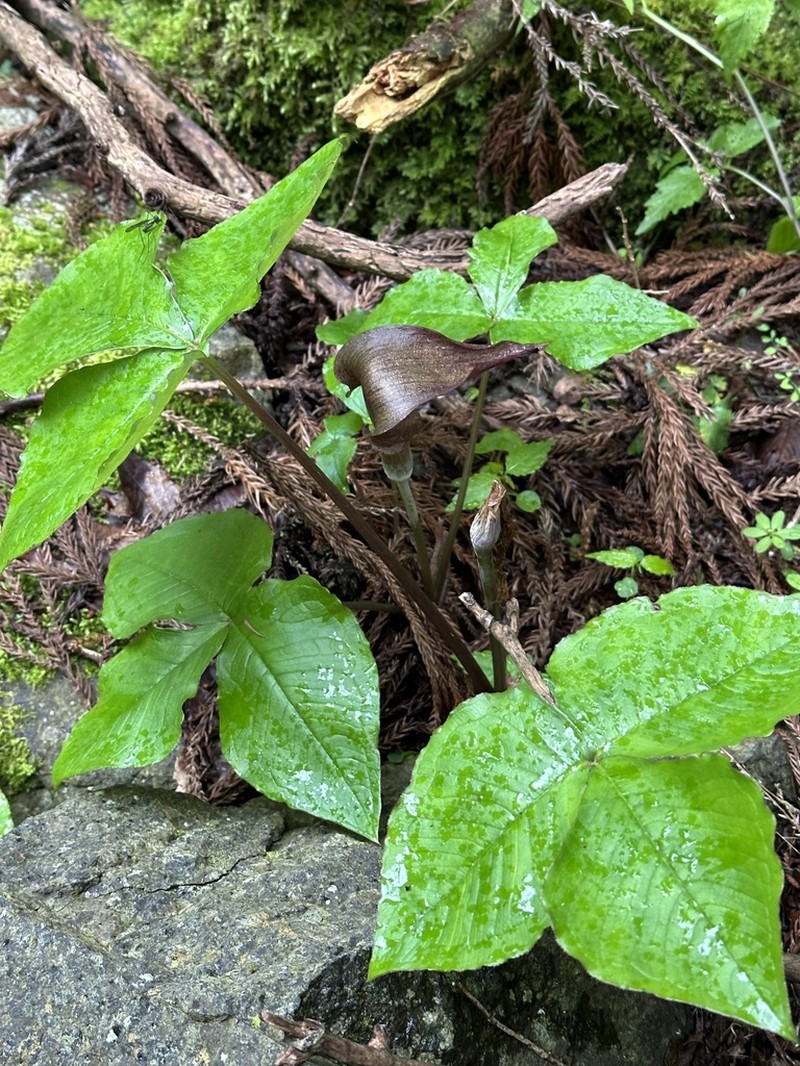 Arisaema ternatipartitum