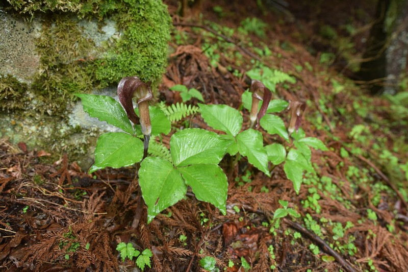 Arisaema ternatipartitum photo 2
