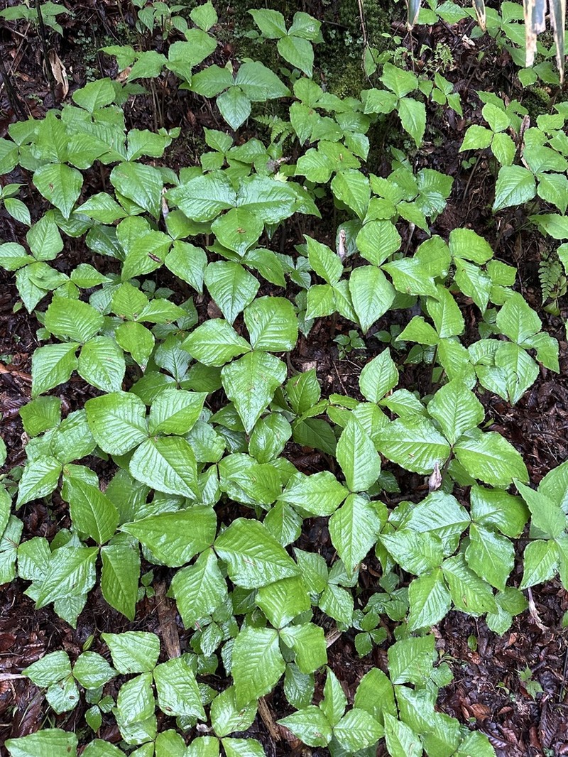 Arisaema ternatipartitum photo 3