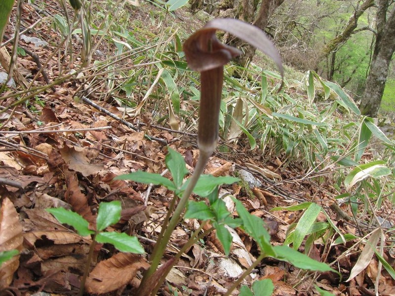 Arisaema ternatipartitum photo 4