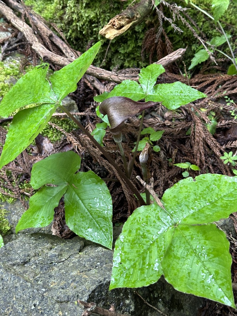 Arisaema ternatipartitum photo 7
