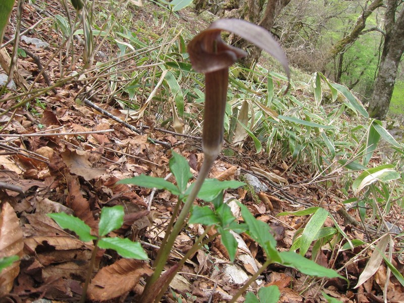 Arisaema ternatipartitum photo 8