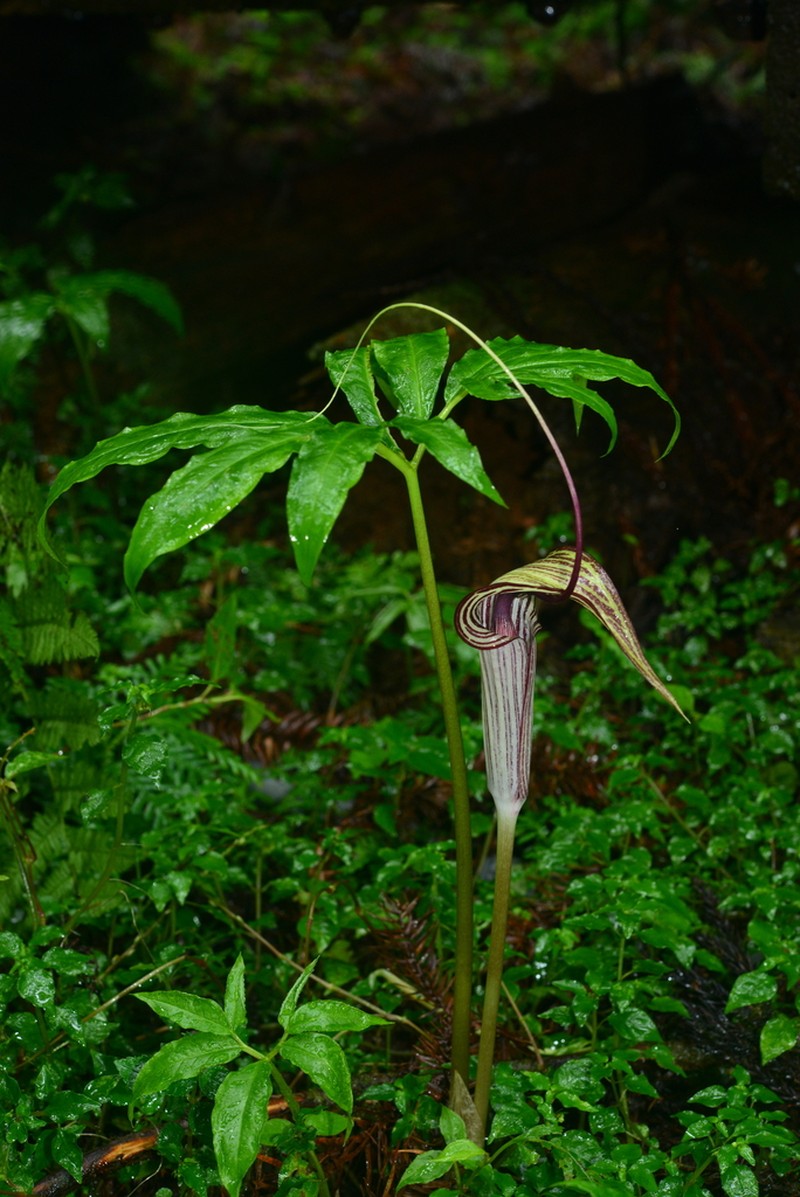 Arisaema thunbergii photo 2