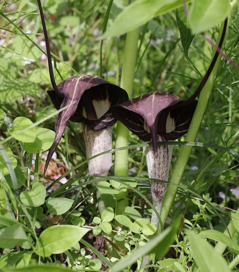 Arisaema thunbergii photo 3