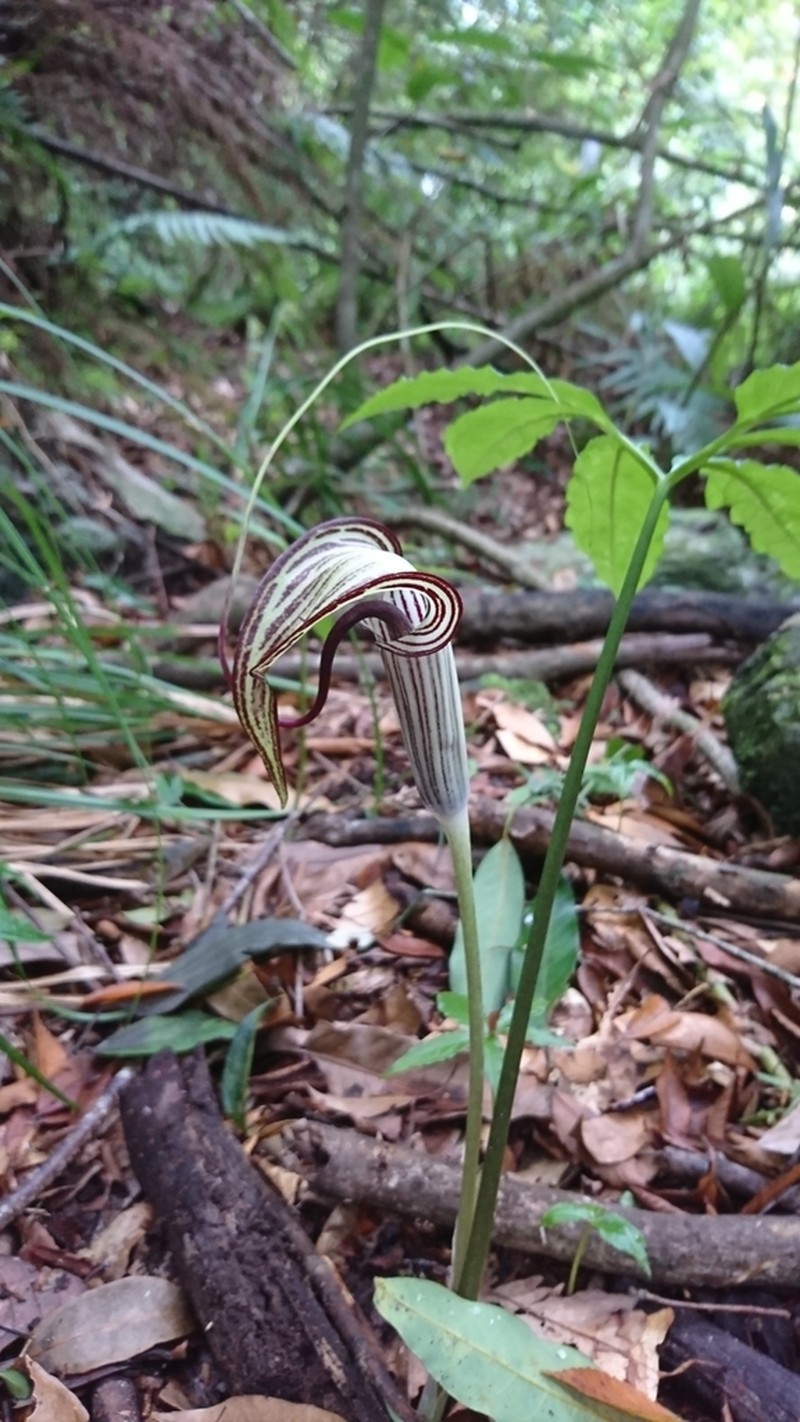 Arisaema thunbergii photo 4
