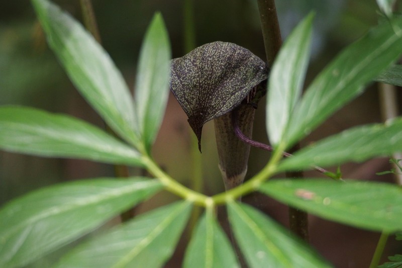 Arisaema thunbergii photo 5