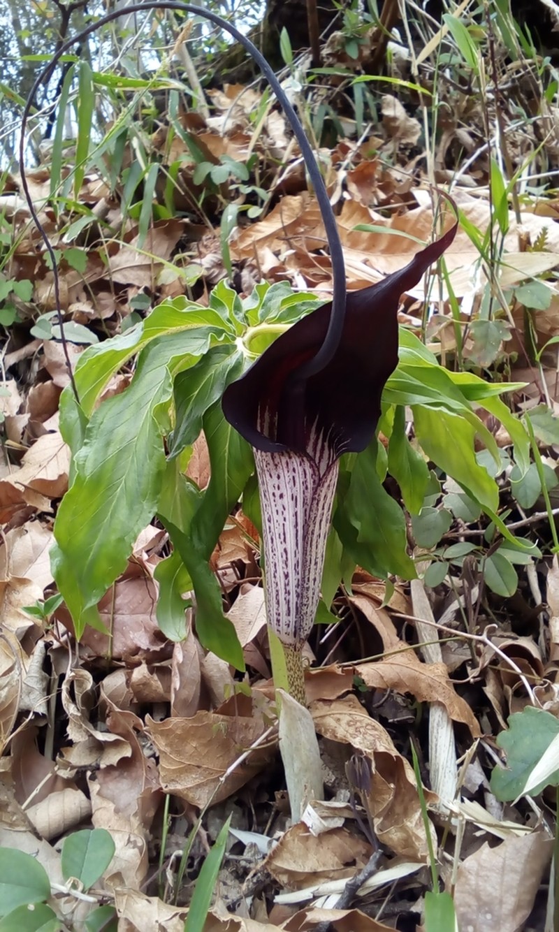 Arisaema thunbergii photo 6