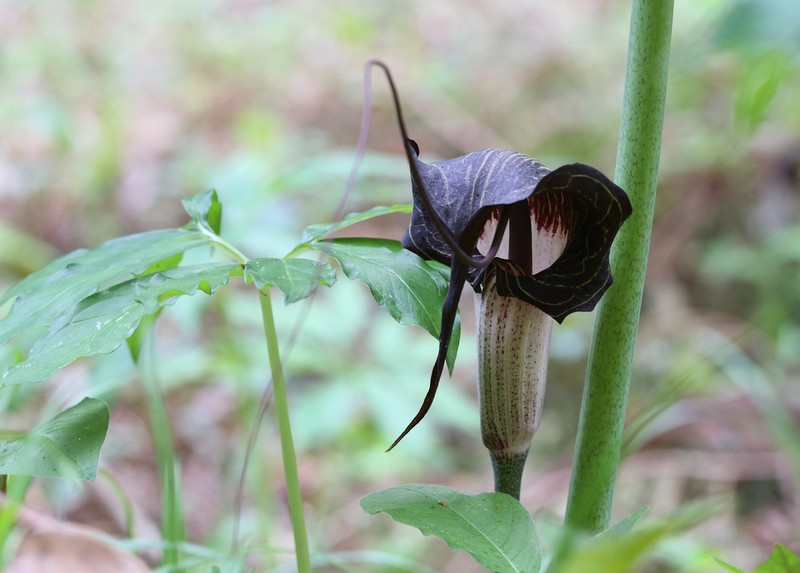 Arisaema thunbergii photo 7