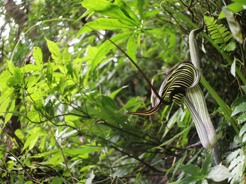 Arisaema thunbergii subsp. autumnale