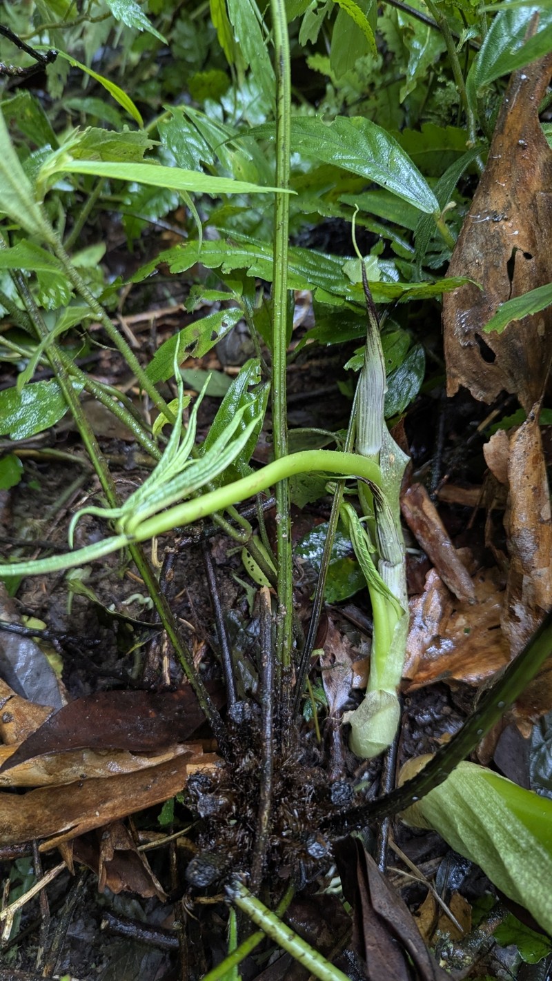 Arisaema thunbergii subsp. autumnale photo 2