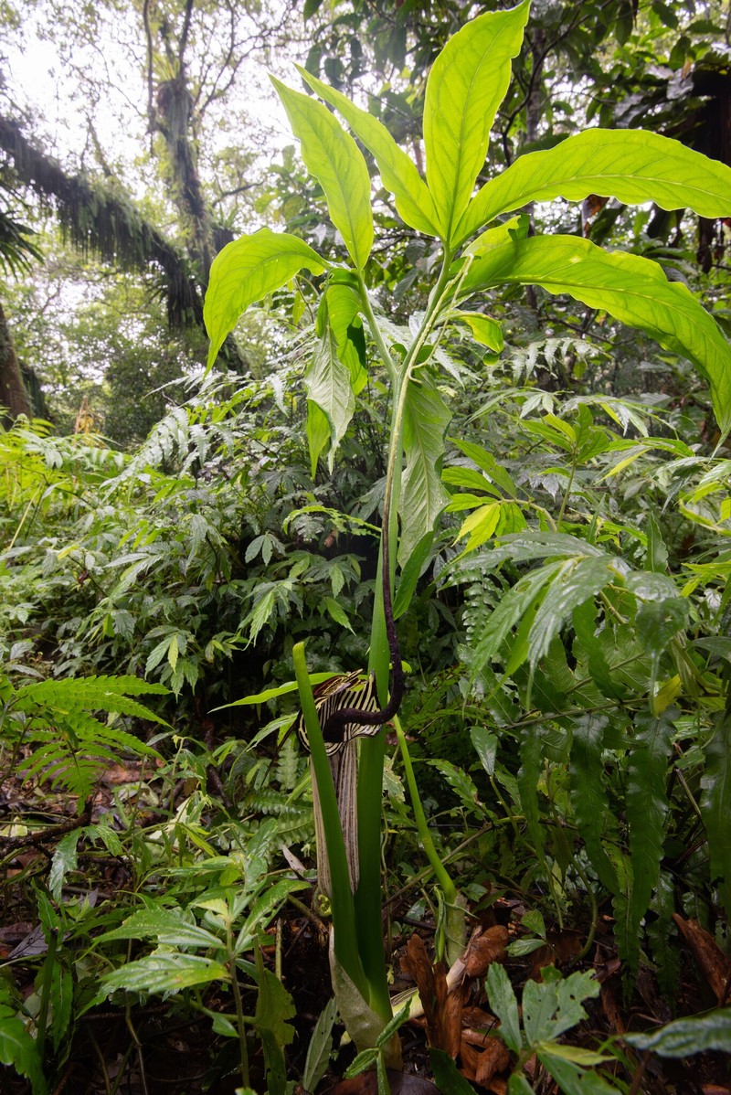 Arisaema thunbergii subsp. autumnale photo 3