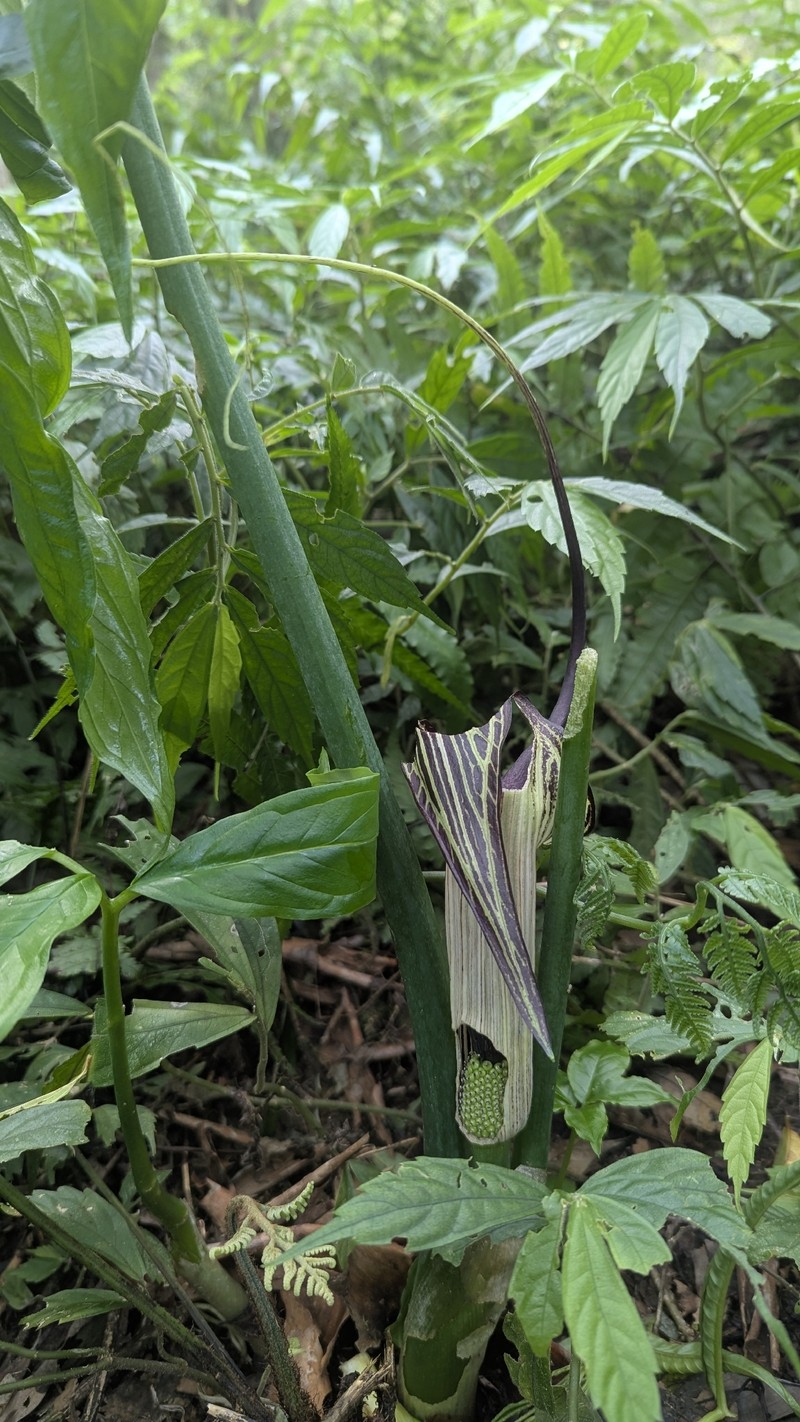 Arisaema thunbergii subsp. autumnale photo 4
