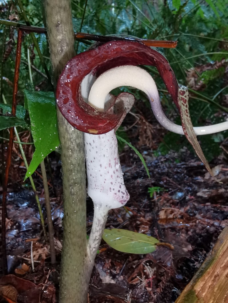 Arisaema thunbergii subsp. thunbergii