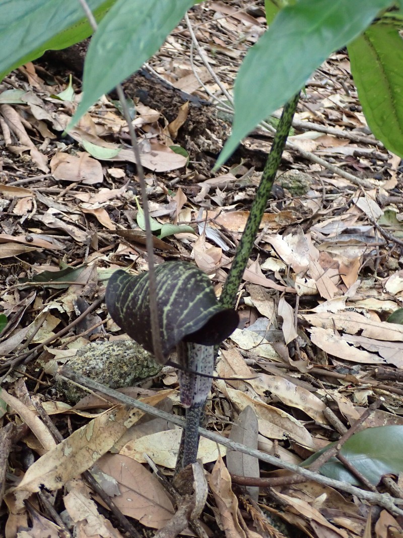 Arisaema thunbergii subsp. thunbergii photo 2