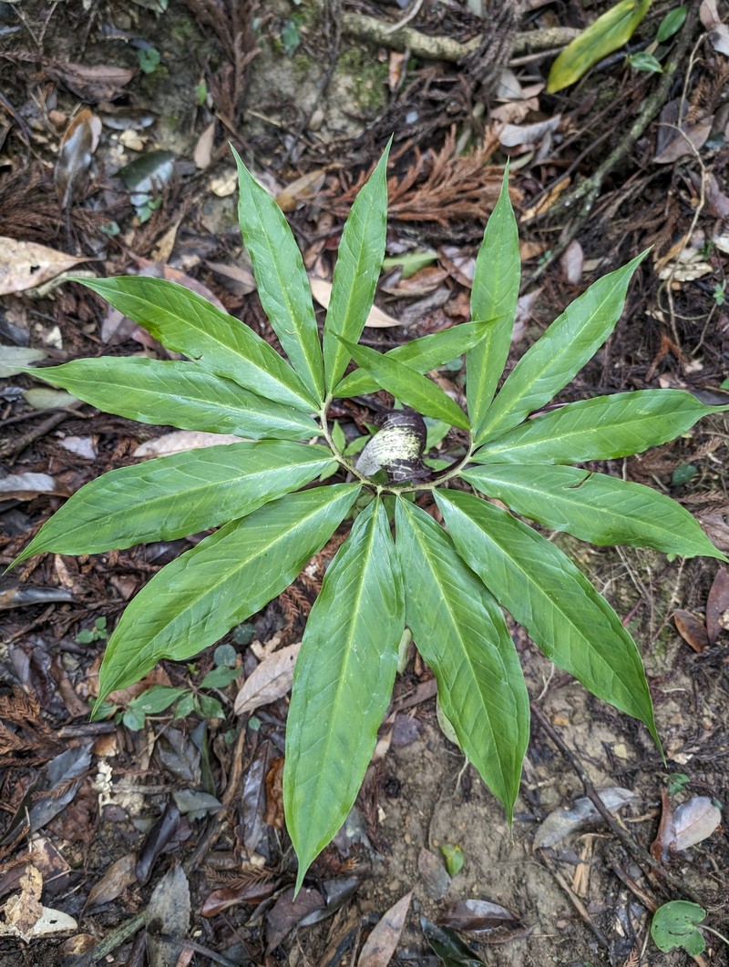 Arisaema thunbergii subsp. thunbergii photo 3