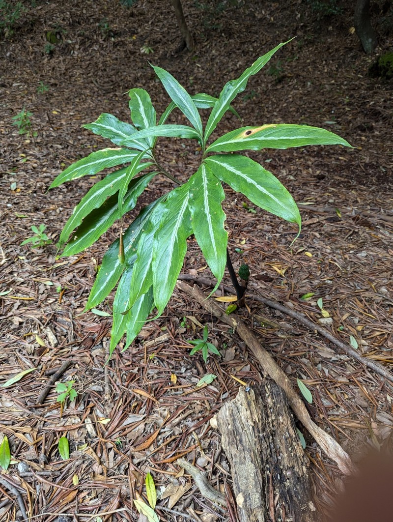 Arisaema thunbergii subsp. thunbergii photo 4